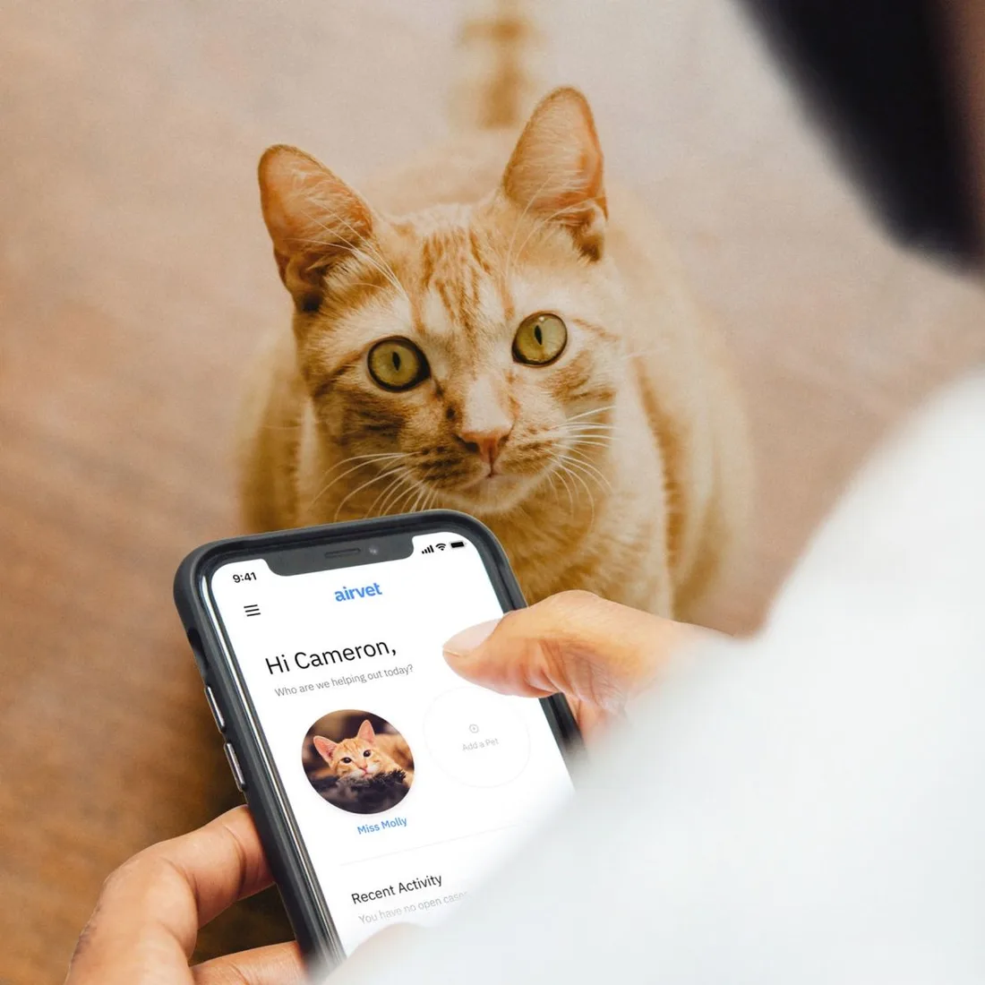A ginger cat looking at a phone screen