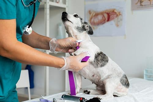 A vet examining a small dog