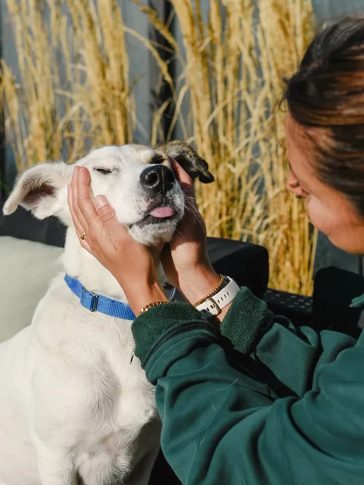 A person stroking a dog outdoors
