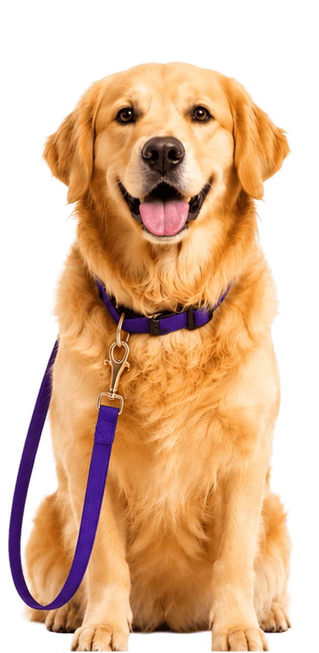 A golden retriever on a lead, surrounded by walking gear