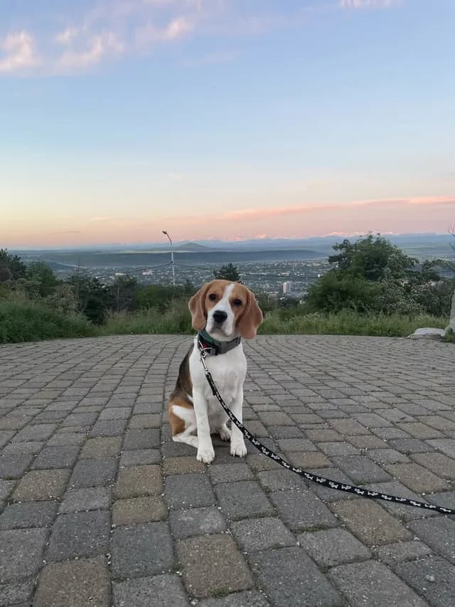 Luna, a Indie
