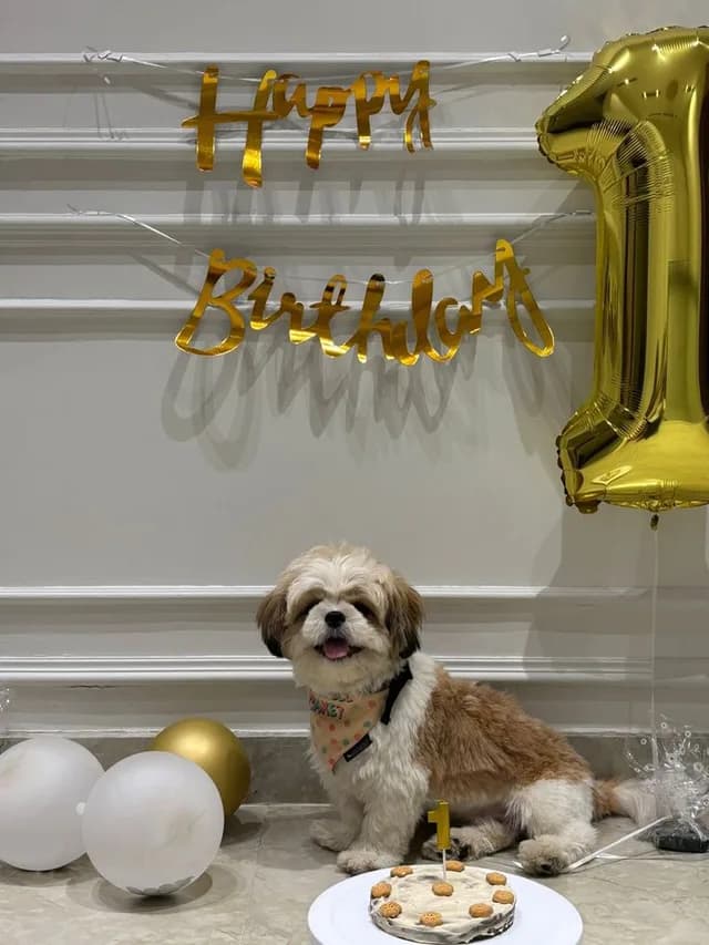 Bella, a Golden Retriever